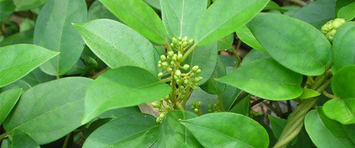 gymnema sylvestre